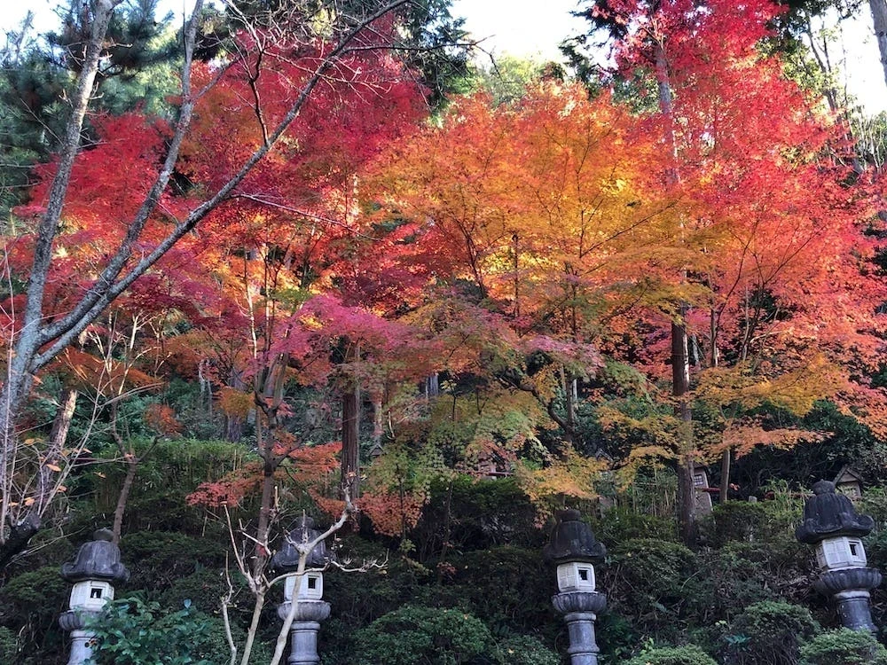 2021年白雲大社紅葉