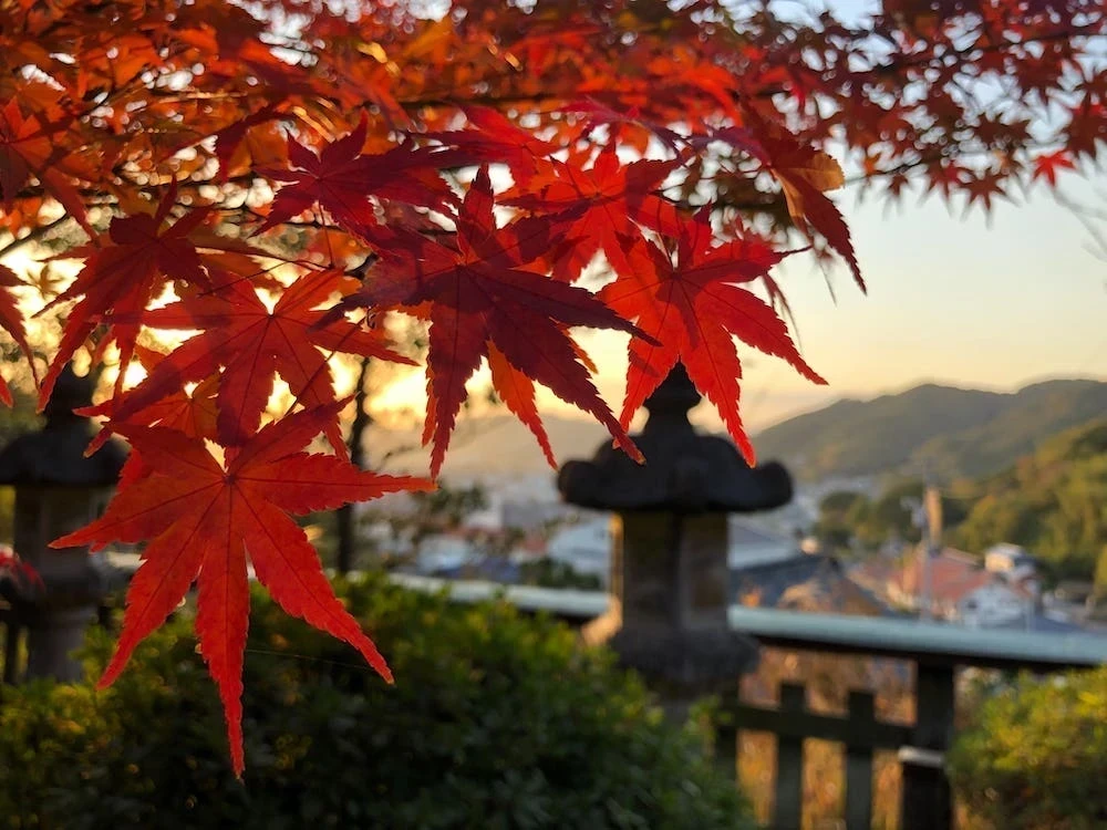 2021年白雲大社紅葉