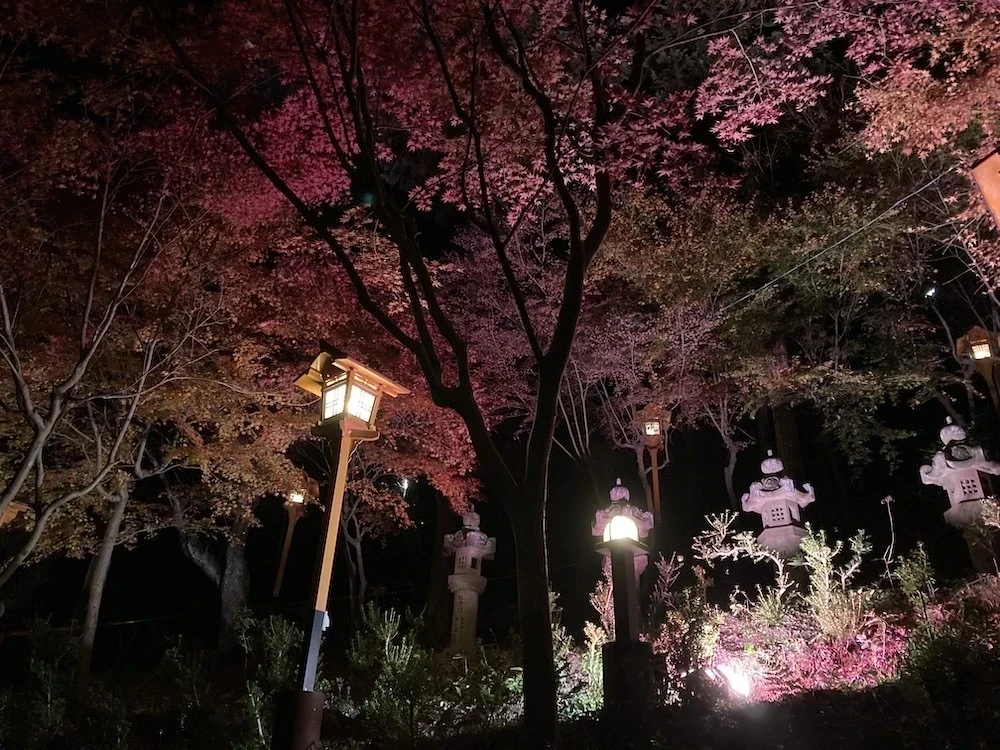 白雲大社もみじライトアップ