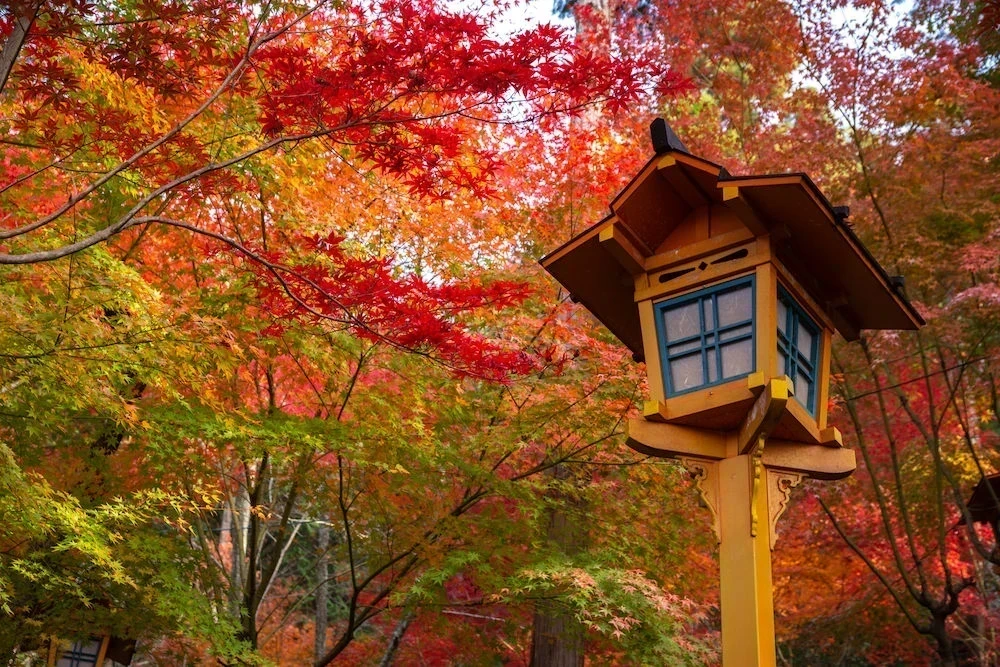 白雲大社参道の紅葉4