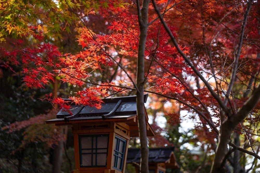 白雲大社参道の紅葉3