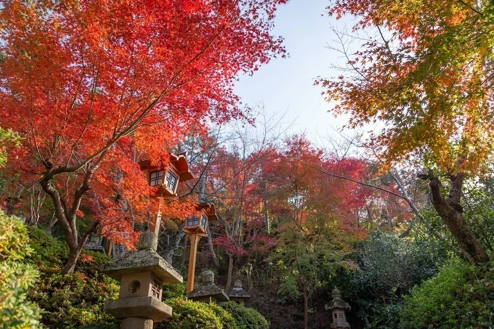 白雲大社参道の紅葉2