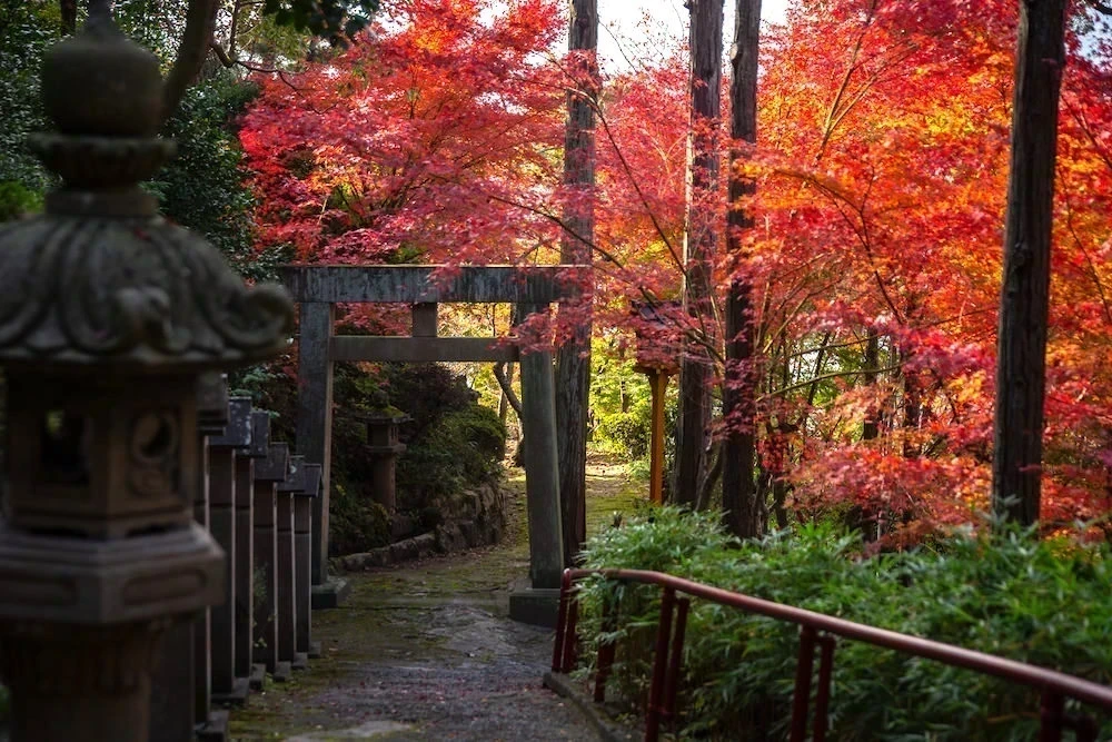 白雲大社参道の紅葉