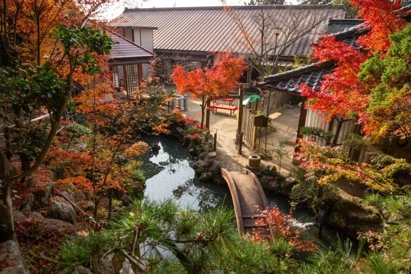 白雲大社のもみじ詣(令和4年11月3日) ～  紅葉スポットの参道を巡りながら、秋を撮り和にひたる