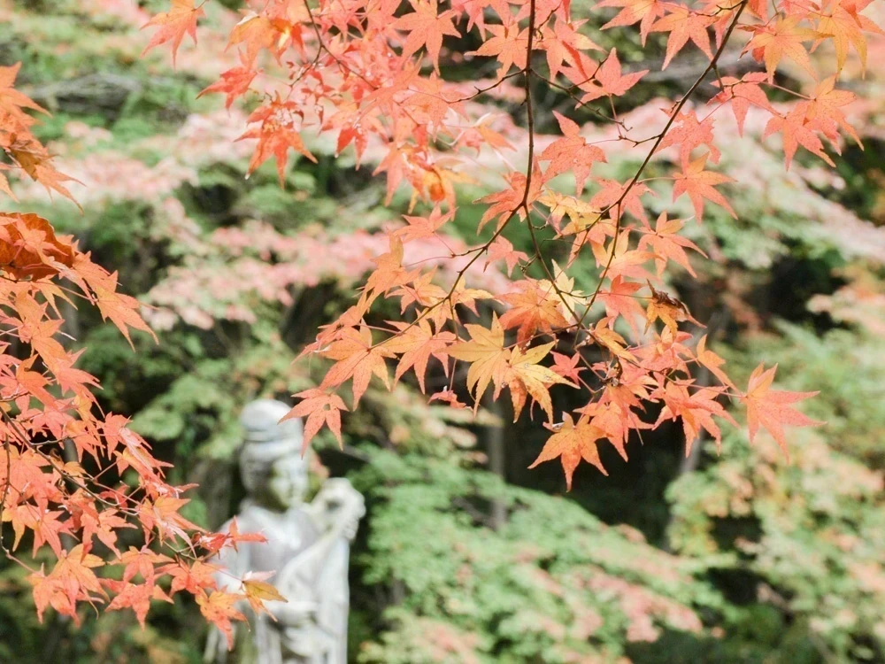 明王院:弁天池の紅葉