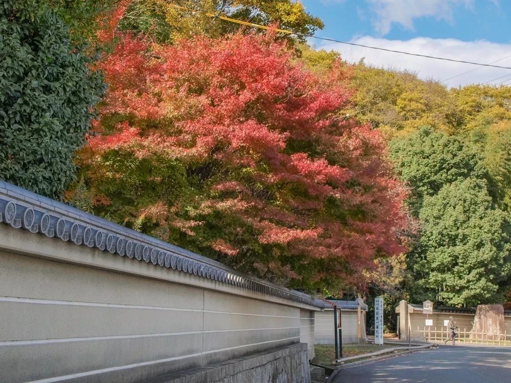 明王院:紅葉