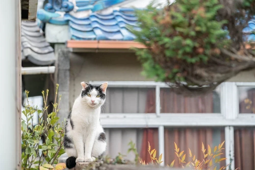 北木島 島ねこ