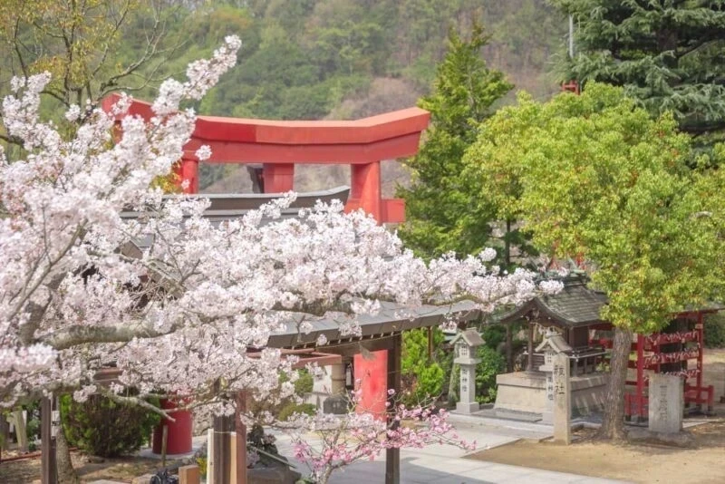 白雲大社の花まつり(令和3年3月27日) ～ 境内や参道の桜・ツツジなどの景観が心を和ませる笠岡の出雲さん