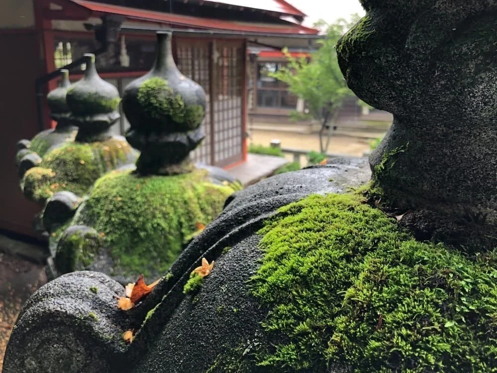 白雲大社の苔