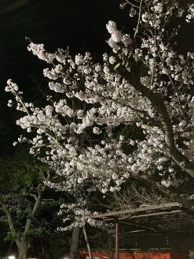白雲大社のライトアップ