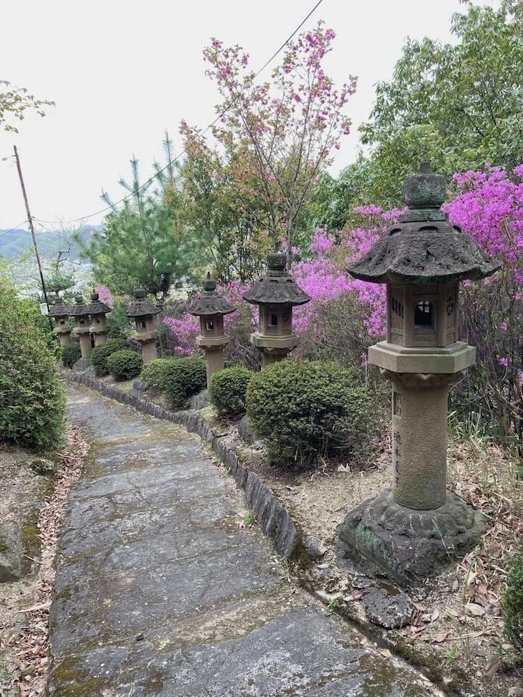 白雲大社の参道のツツジ