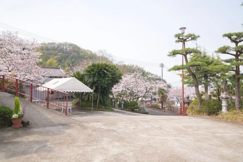 白雲大社の和前の桜