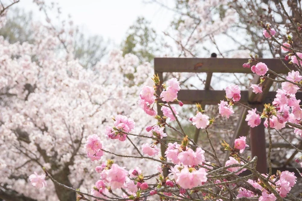 白雲大社の八重桜