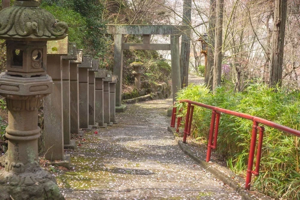 白雲大社の参道の桜