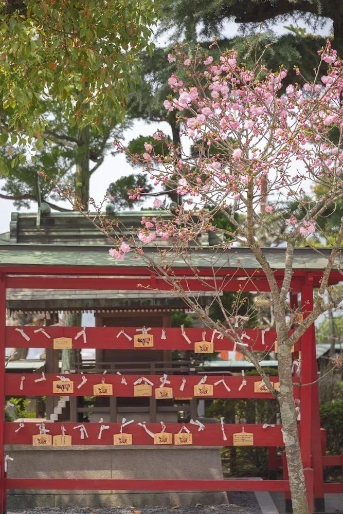 白雲大社の八重桜