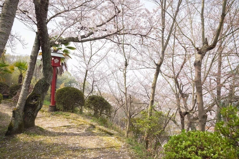 白雲大社の参道の桜