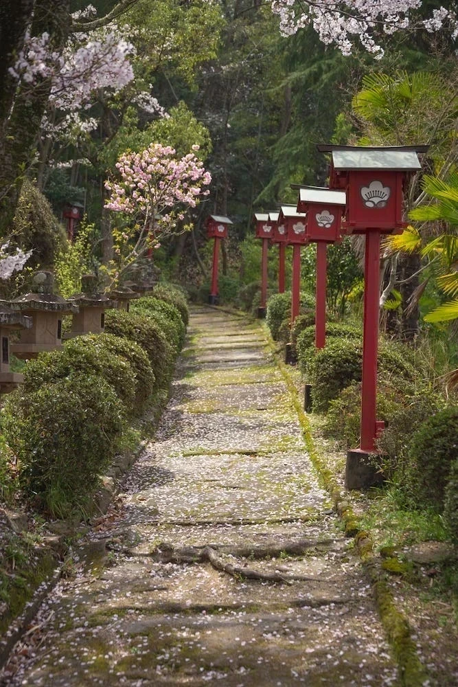 白雲大社の参道の桜
