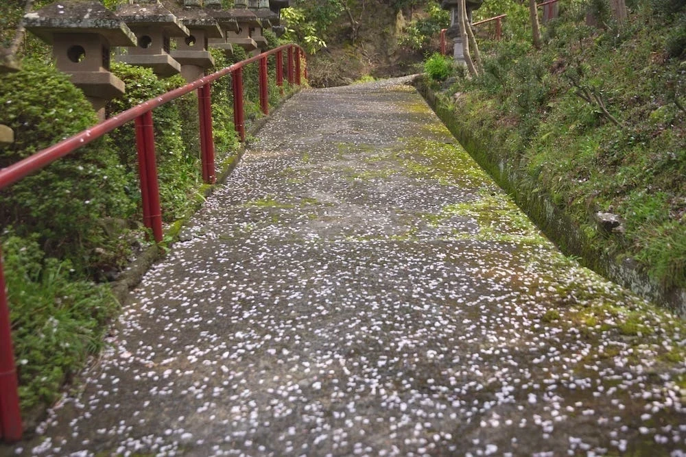 白雲大社の参道の桜