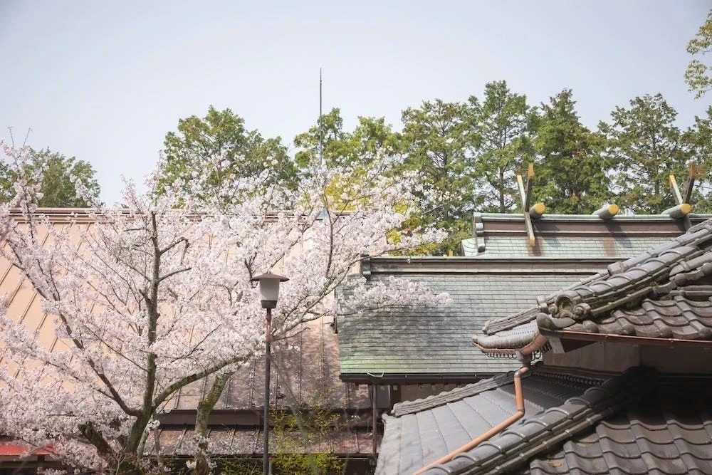 白雲大社境内の桜