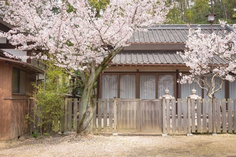 白雲大社の美保ゑびす宮の桜