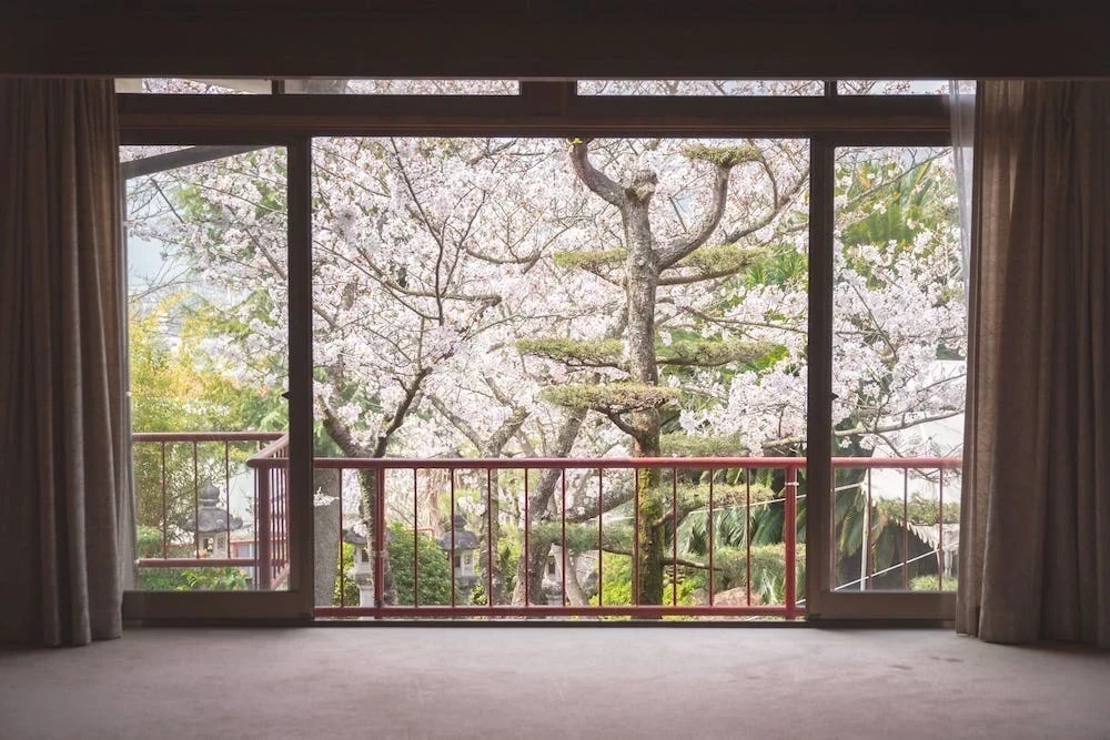 白雲大社会館から見た桜