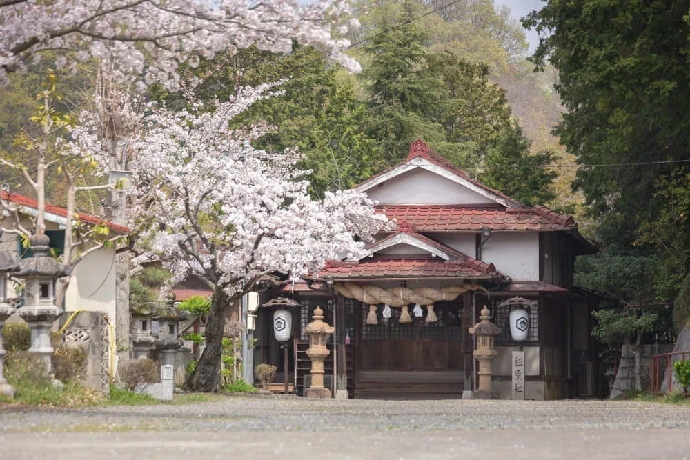 白雲大社駐車場の桜