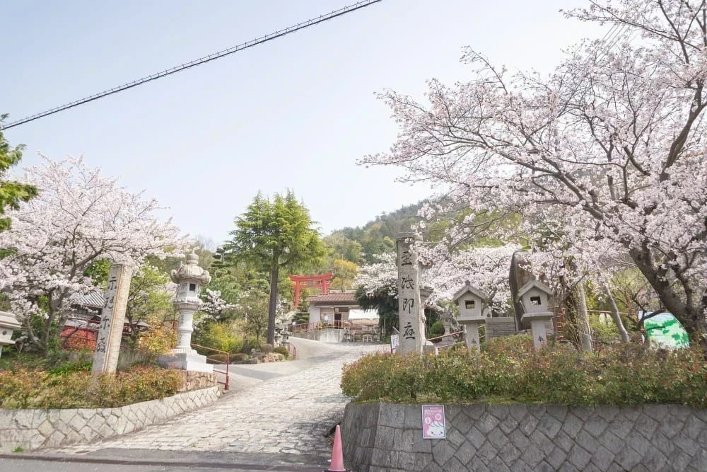 白雲大社参道の桜