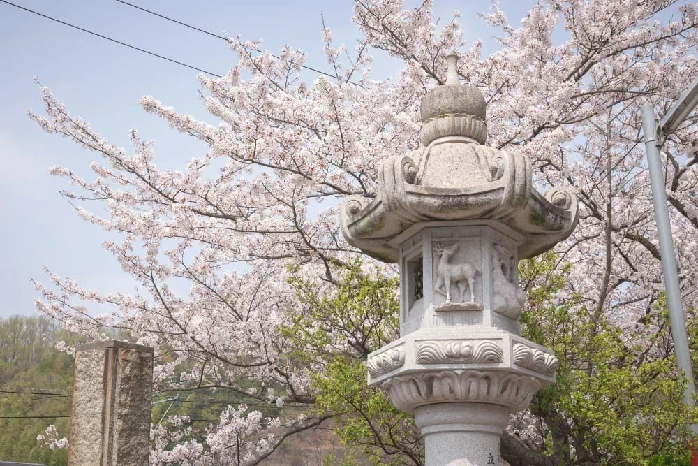 白雲大社参道の桜