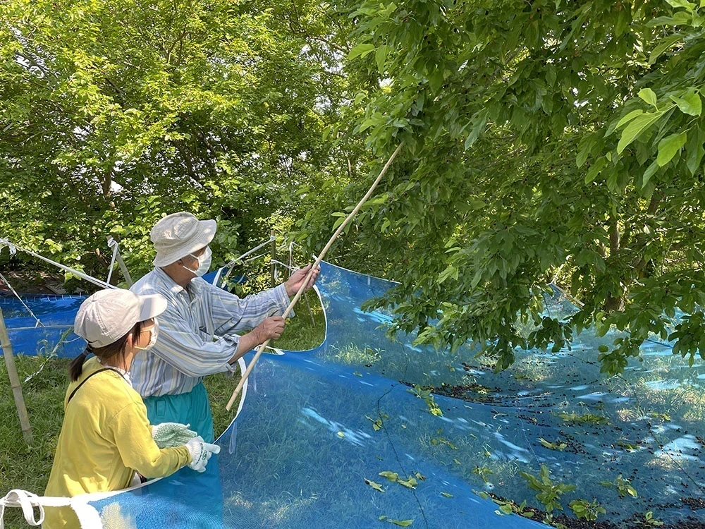 白石島 桑の実の収穫　提供：Pasión