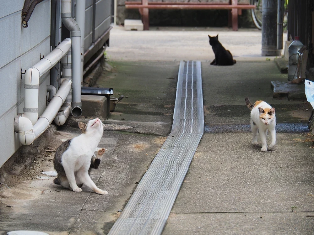 真鍋島の猫