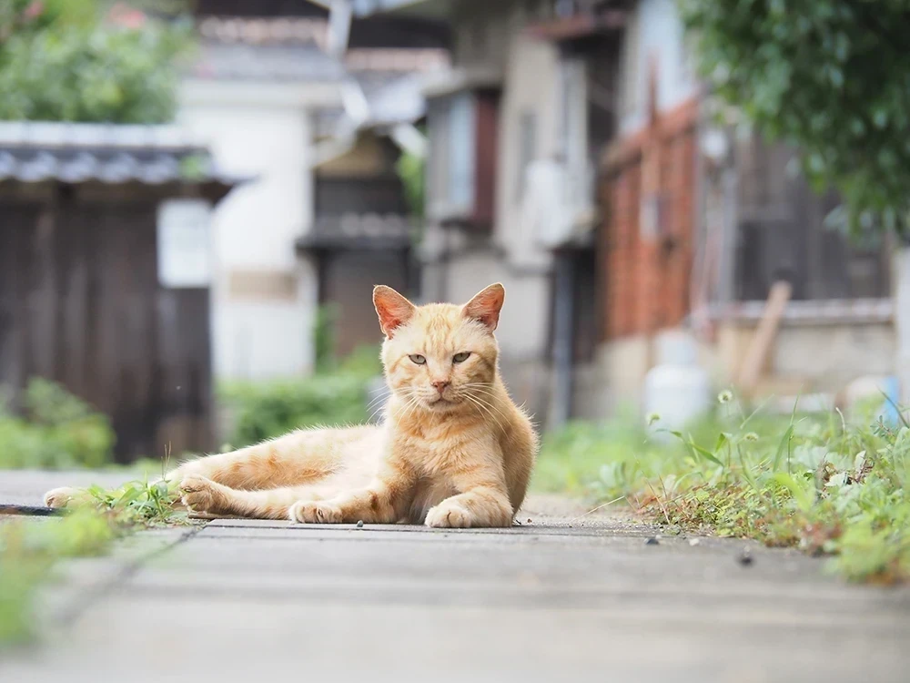 真鍋島の猫