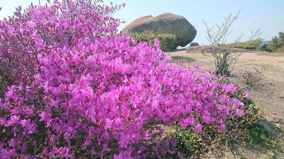 高島のつつじ