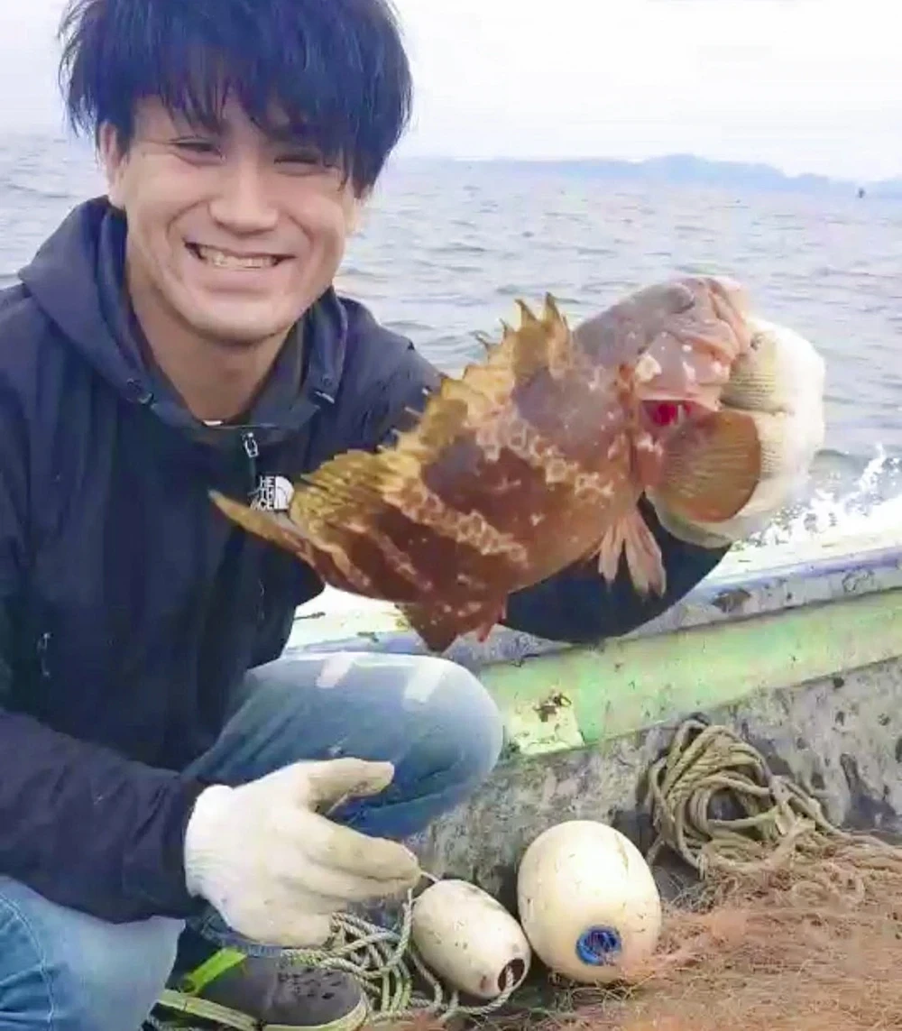 太進館:アコウ(キジハタ)