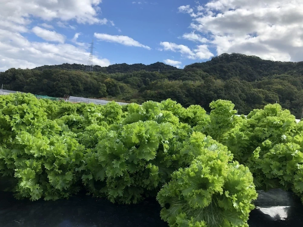 しまなみリーフ