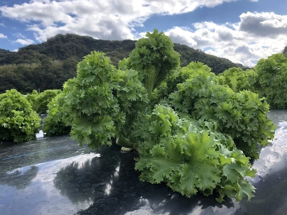 しまなみリーフ