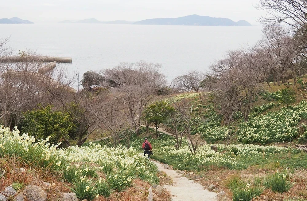 六島水仙
