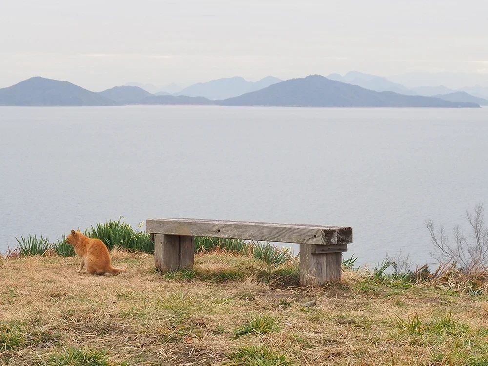 六島水仙