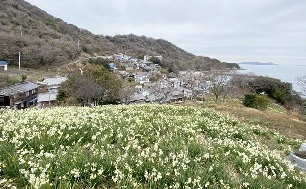 六島水仙