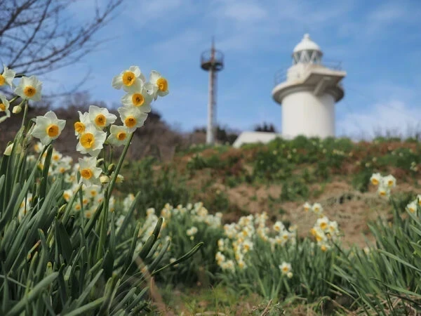 六島 ～ 島の人たちが植えた水仙が香る 岡山県最南端の島