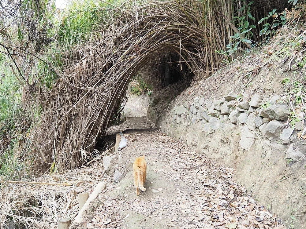 六島水仙