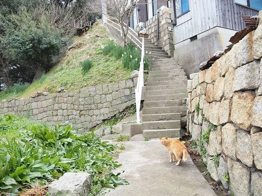 六島水仙