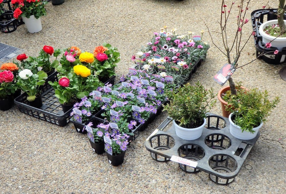 福山まるしぇのマルシェの花