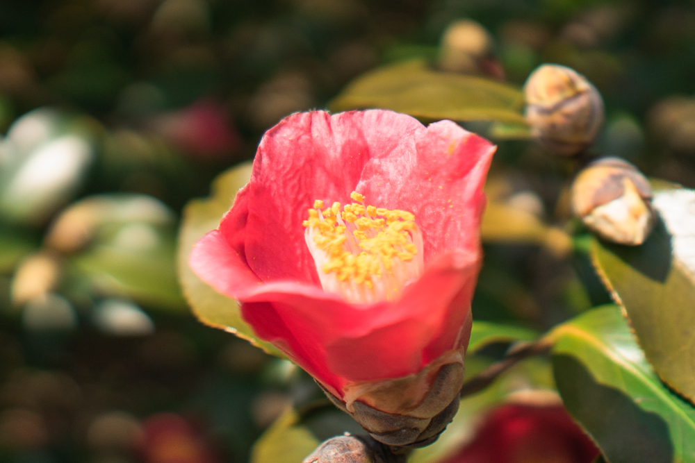椿の花