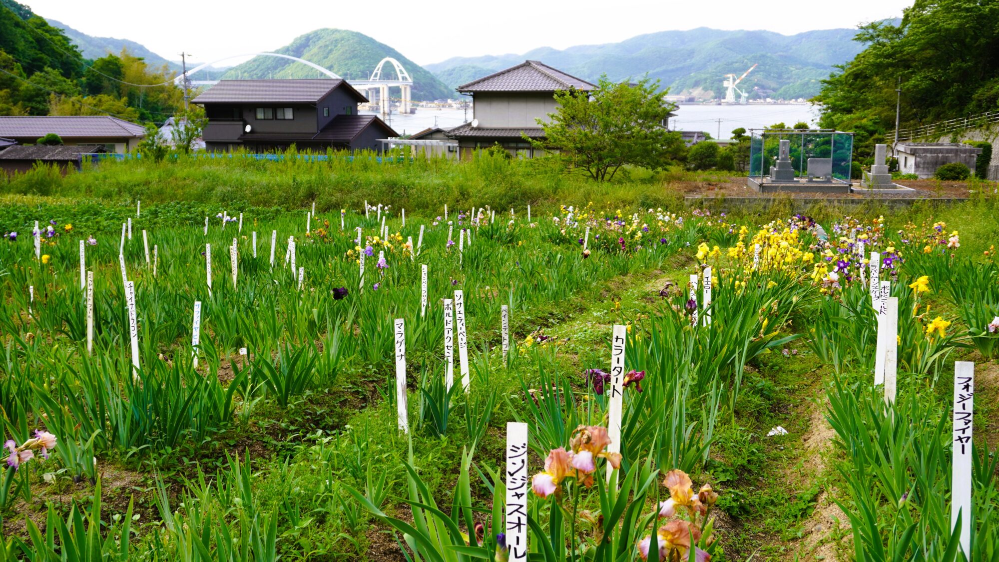 アイリス畑