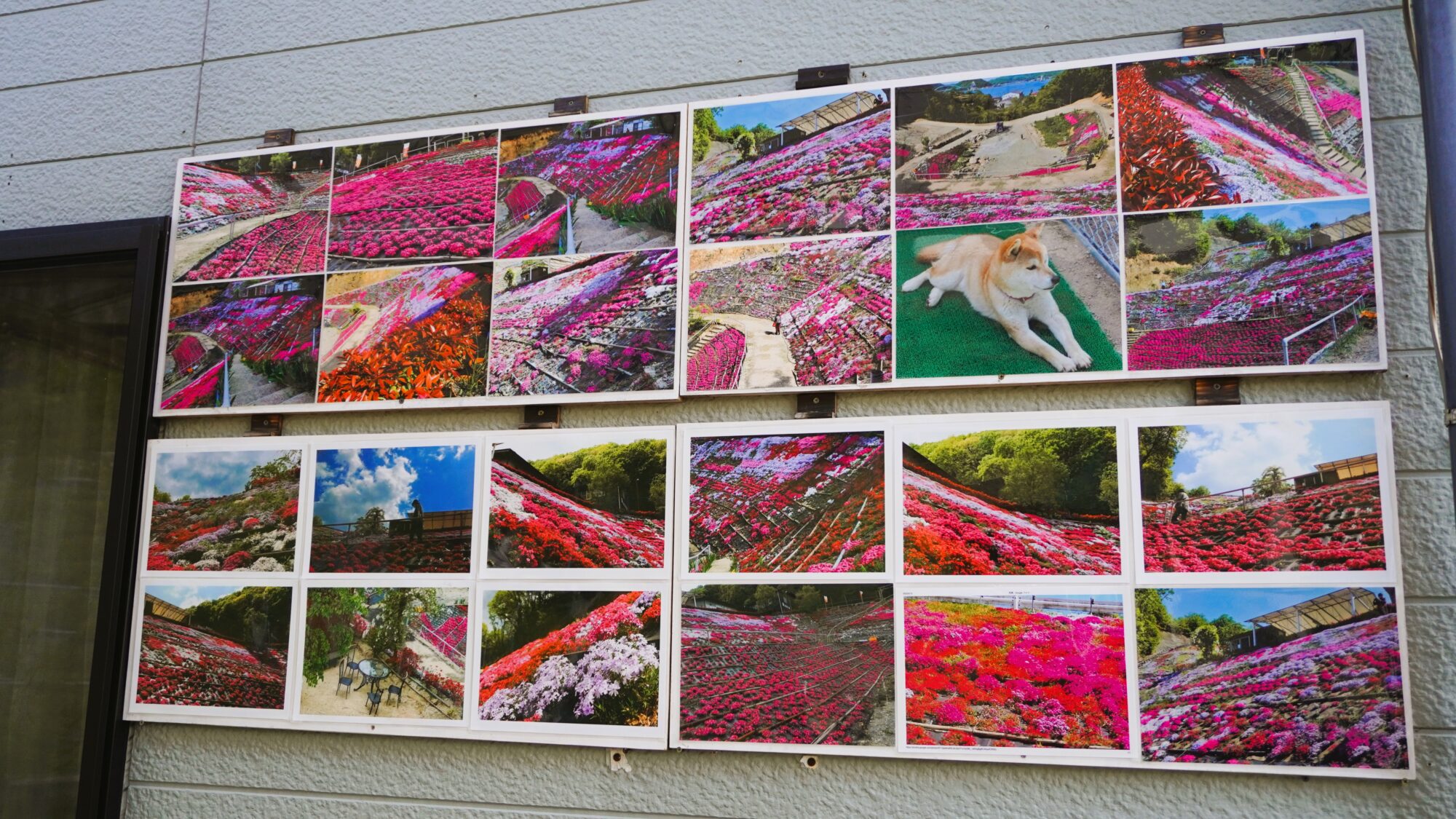 芝桜写真