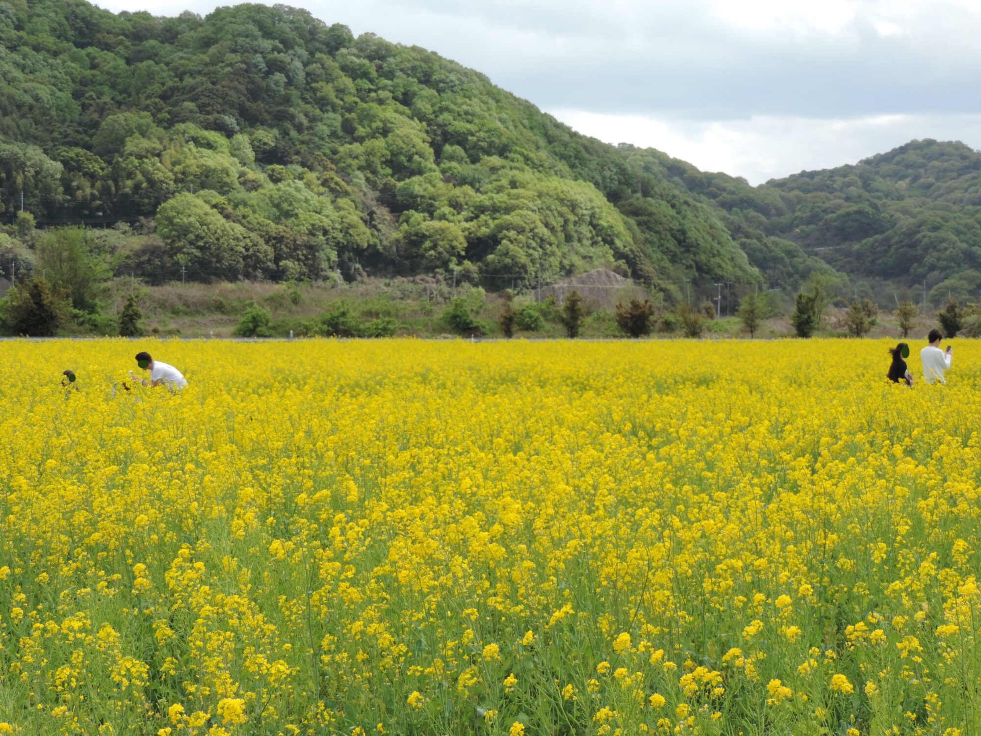 笠岡ベイファームの菜の花