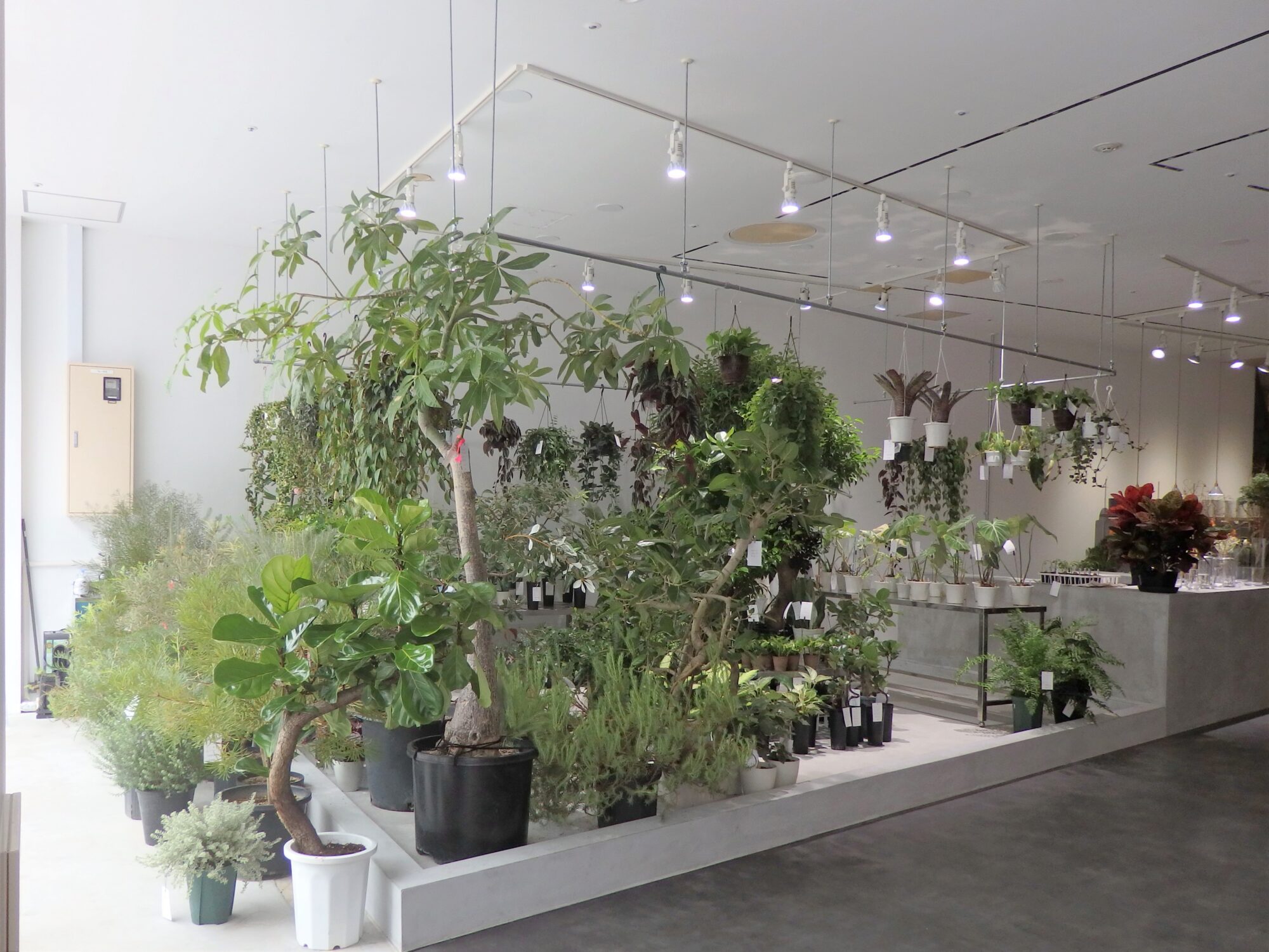 各種の観葉植物が目を惹く「グリーンショップ ナカノ」