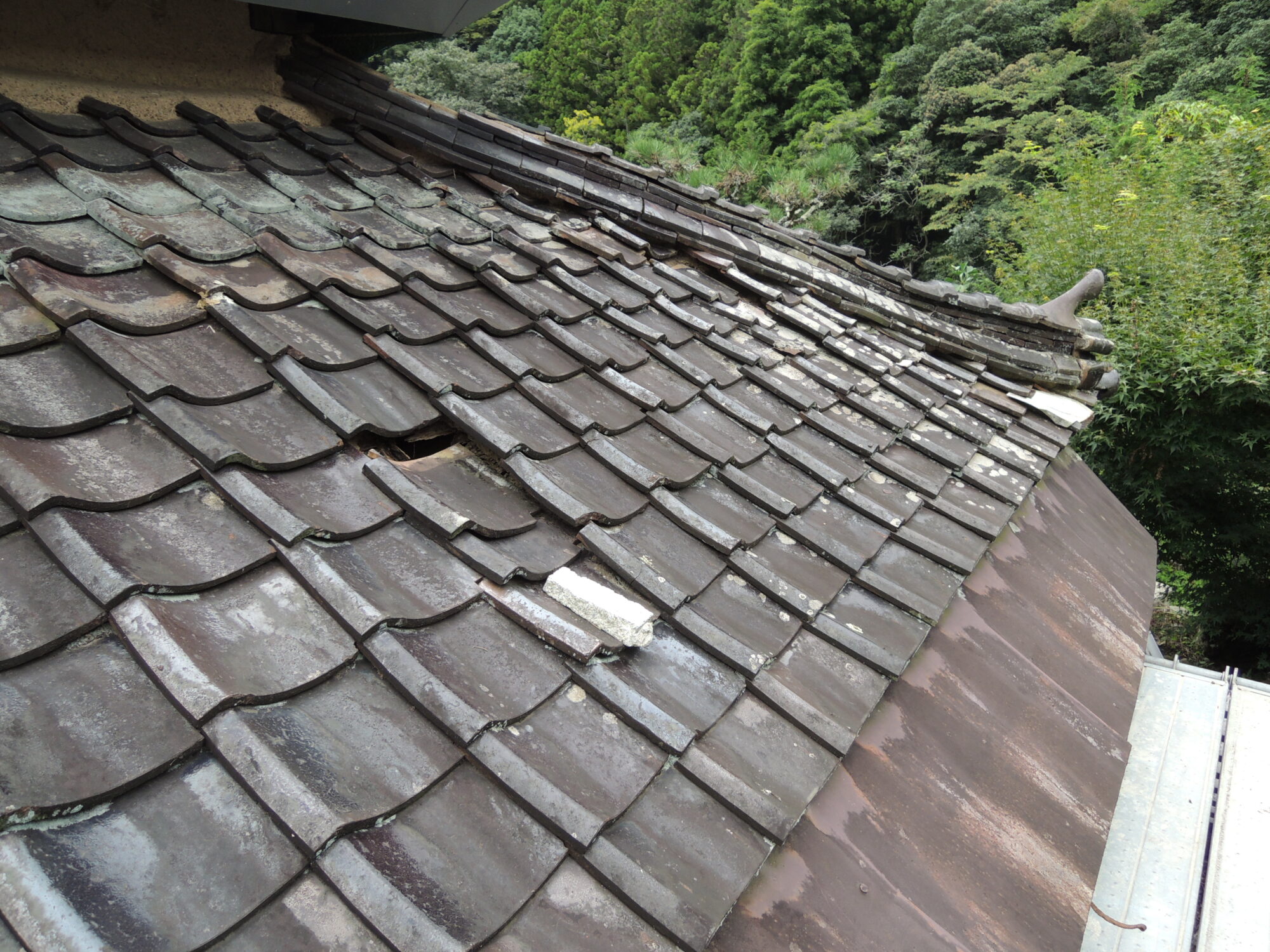 (画像提供：岡辺重雄教授) 