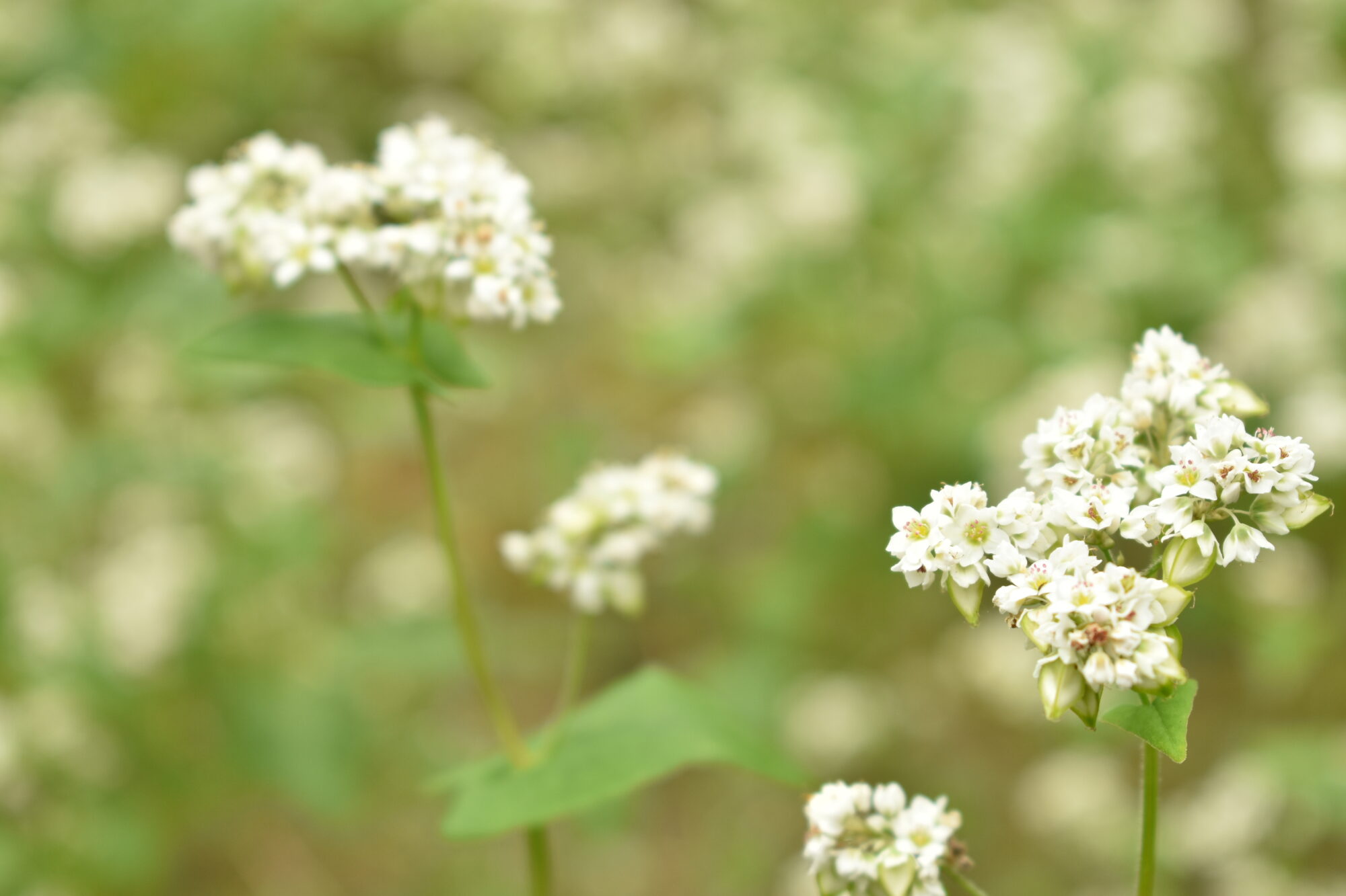 ソバの花