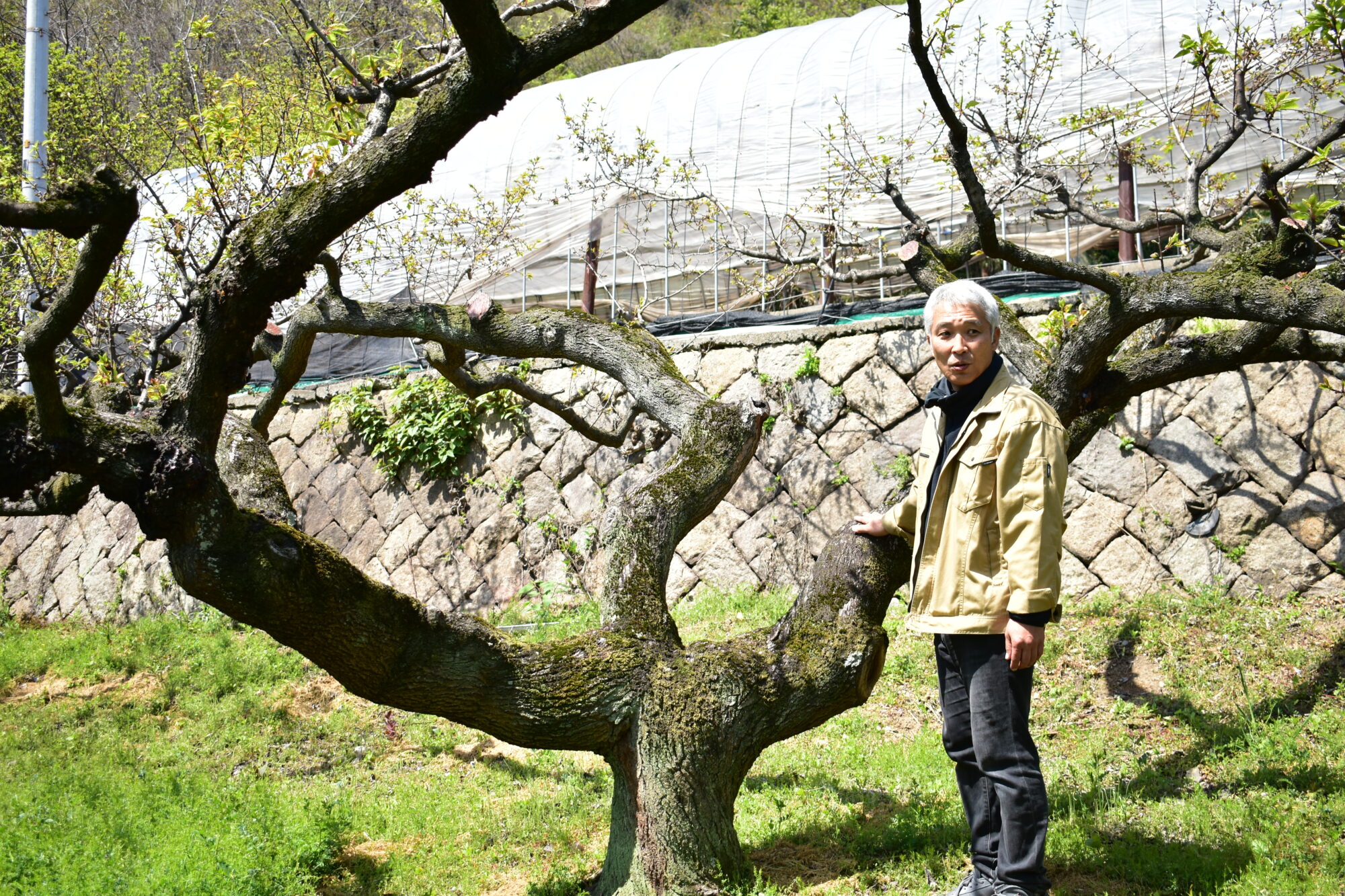 横に広がる枝